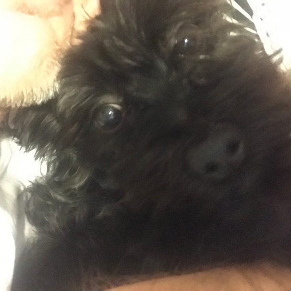 Hi all Poshers - Picture 2 of 3